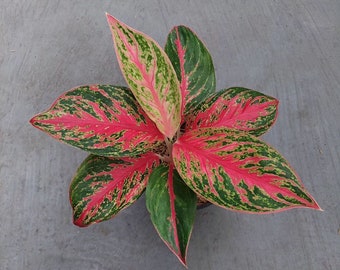 Aglaonema Pincut Very Beautiful Leaves Free Phytosanitary