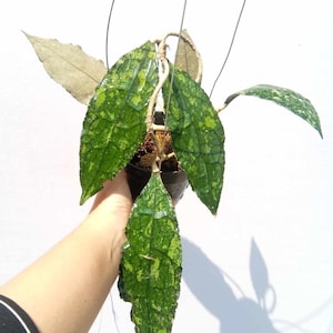 Hoya Clemensiorum Splash Very Beautiful Leaves Free Phytosanitary Hoya Plant image 2