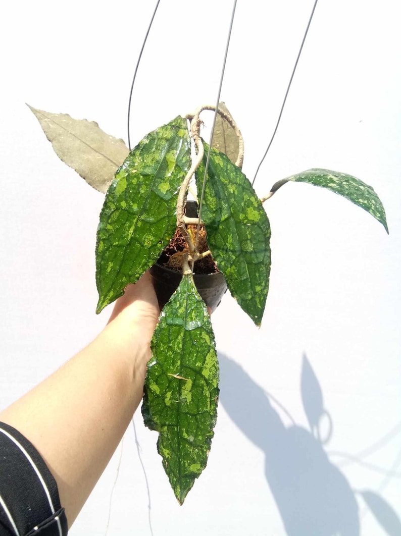 Hoya Clemensiorum Splash Very Beautiful Leaves Free Phytosanitary Hoya Plant image 2