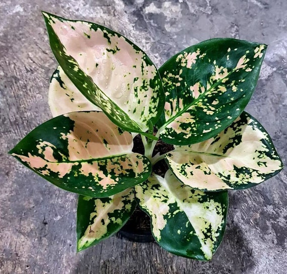 Aglaonema Suksom White Very Beautiful Leaves Free Aglaonema Suksom White Very Beautiful Leaves Free