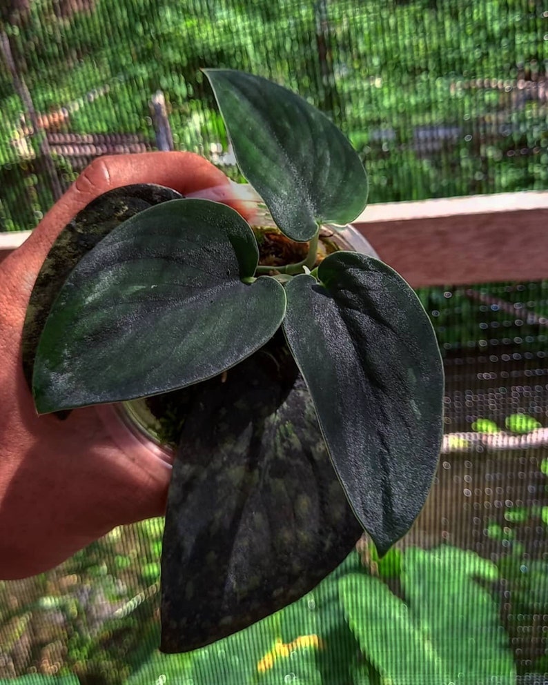 Scindapsus Dark Satin Very Beautiful Leaves Free Phytosanitary image 1