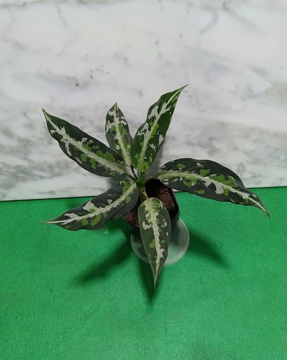 ◇Aglaonema pictum from Aceh Sumatera ピクタム◇細葉 花、園芸 ◇Aglaonema pictum from Aceh Sumatera ピクタム◇細葉 花、園芸