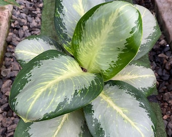 Aglaonema Green Bowl Very Beautiful Leaves Free Phytosanitary