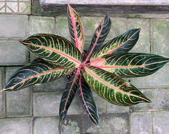 Aglaonema Pride Of Sumatra Very Beautiful Leaves Free Phytosanitary