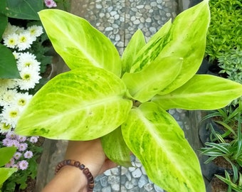 Aglaonema Sundrop Very Beautiful Leaves Free Phytosanitary