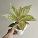 see more listings in the AGLAONEMA section