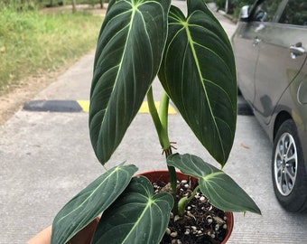 Philodendron Melanochrysum Very Beautiful Leaves Free Phytosanitary