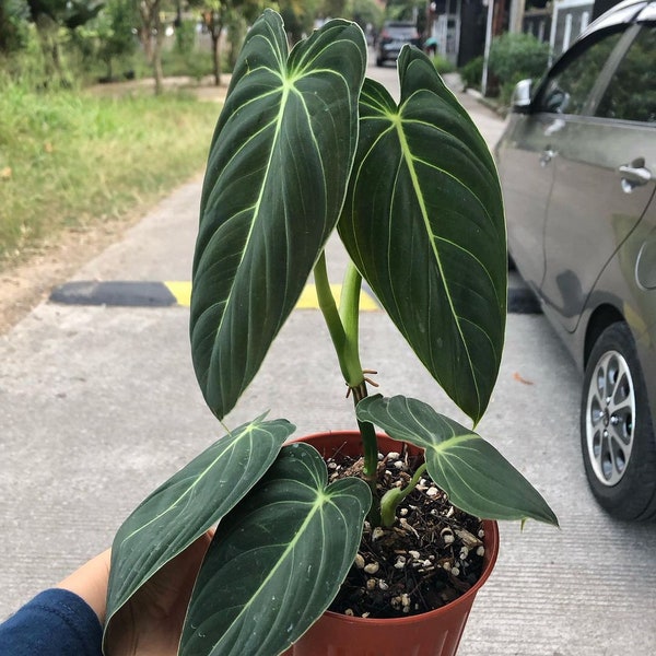 Philodendron Melanochrysum Very Beautiful Leaves Free Phytosanitary