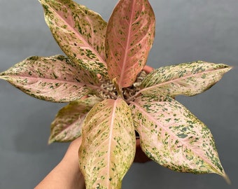 Aglaonema Golden Boy Very Beautiful Leaves Free Phytosanitary Plant Live