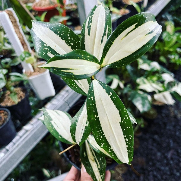 Dracaena Milky Way Very Beautiful Leaves Free Phytosanitary Ornamental Plant