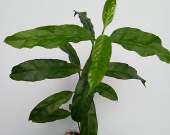 Hoya Decipulae | Beautiful Leaves | Hoya Sp Indonesia Free Phytosanitary Certicate | Hoya Plant.