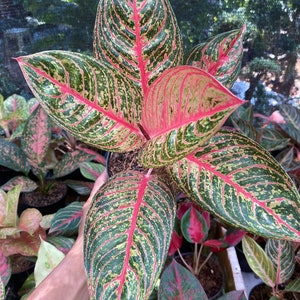 Aglaonema Diana Very Beautiful Leaves Free Phytosanitary image 1