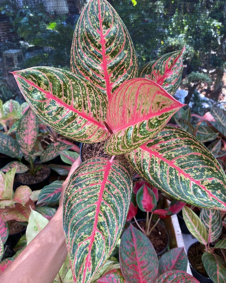 Aglaonema Diana Very Beautiful Leaves Free Phytosanitary image 1