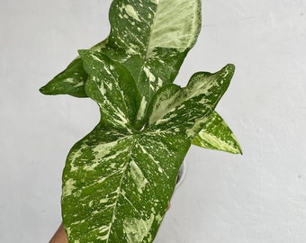 Syngonium Panda Galaxy War Very Beautiful Leaves Free Phytosanitary