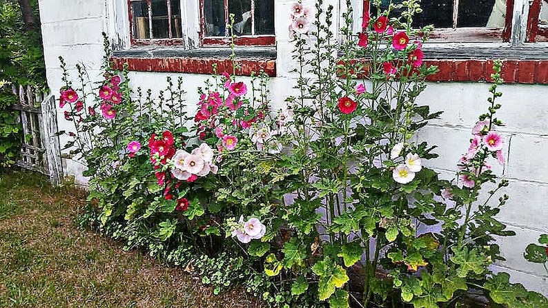Door County Cottage Hollyhocks and Sunflowers Seed Kit