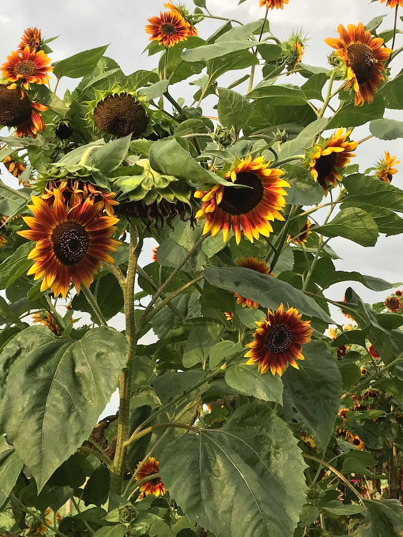 Door County Cottage Hollyhocks and Sunflowers Seed Kit