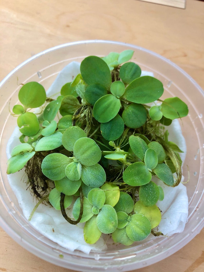 Dwarf Water Lettuce Floating Aquarium Plant Etsy