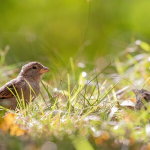 Little Bird in the Morning Sun