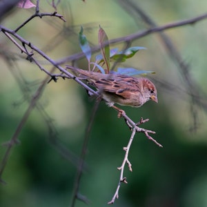 Tree Sparrow on a Branch in Prospect Park, Brooklyn