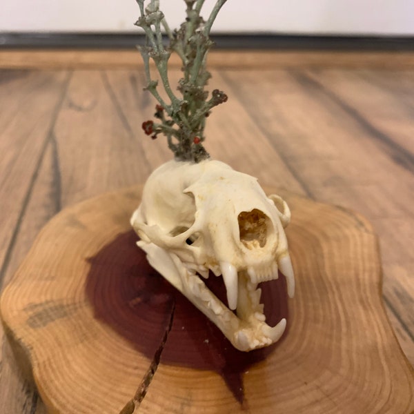 Mink Skull On Cedar Wood