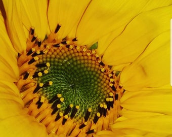 Macro Sunflower