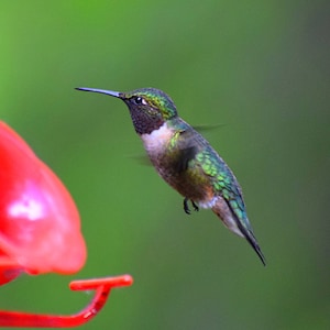 Ruby Throated Hummingbird