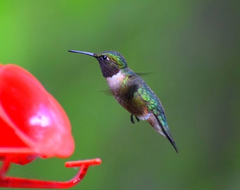 Ruby Throated Hummingbird