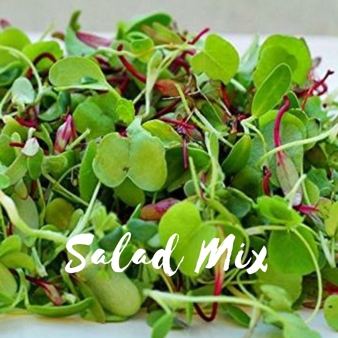 Basic Salad Mix Microgreen Seeds 6 10 Times More Nutrious Etsy