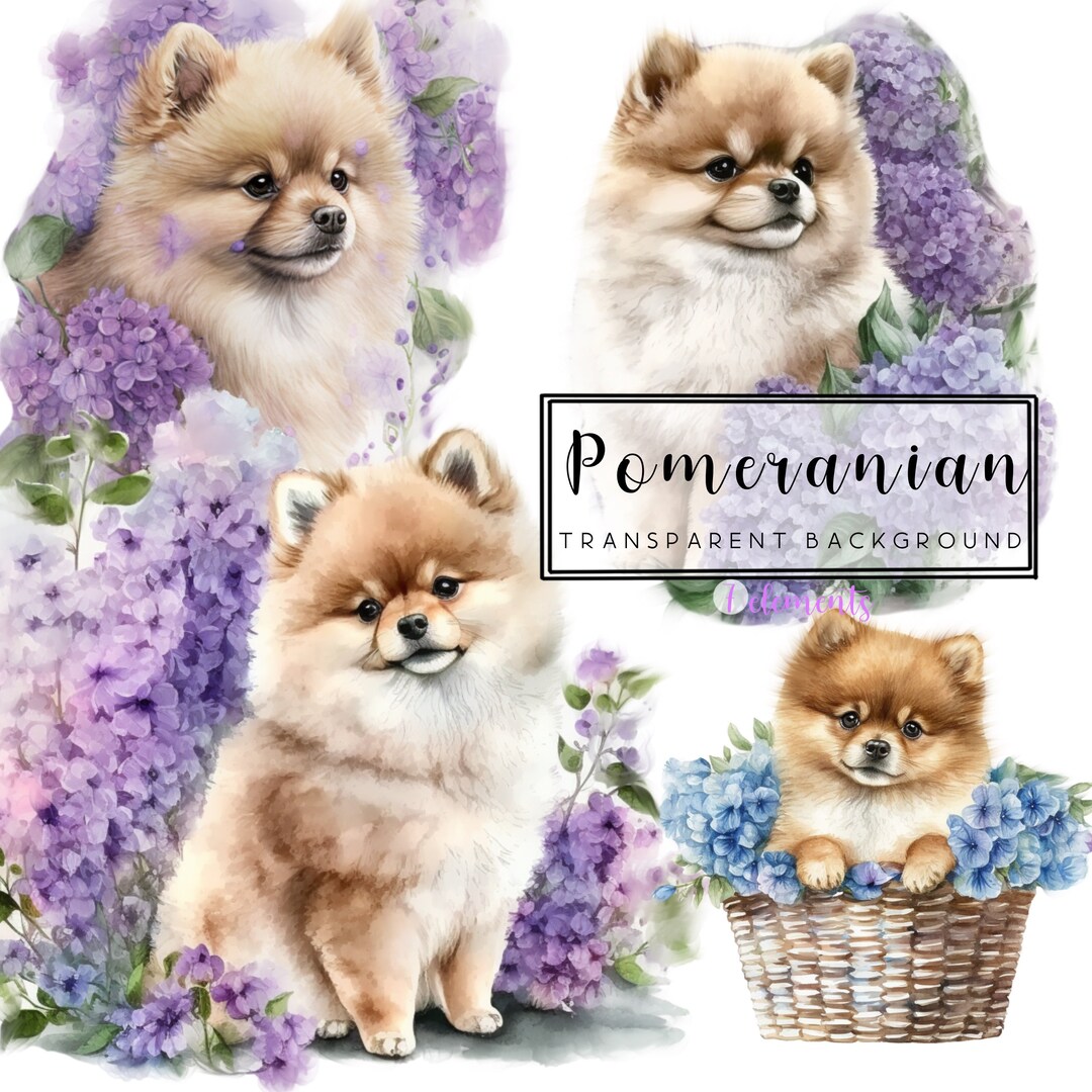 Siviwonder Turnbeutel Aus Baumwolle – Motiv 'Pomeranian' Mit Witzigem Hundespruch, Grau | Waschbar & Strapazierfähig
