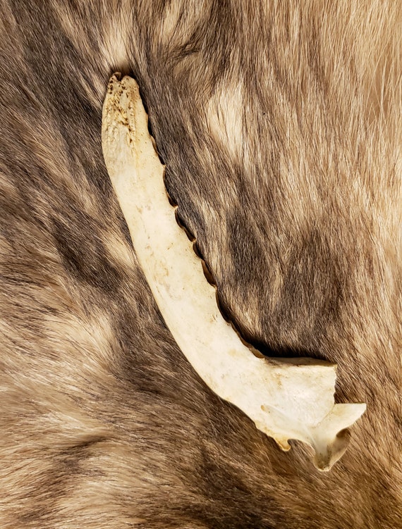 Coyote Jaw Bone - Etsy
