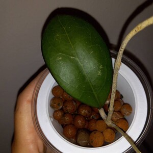 Natalia　ホヤ Hoya cv. Nathalie ホヤ cv.ナタリー ホヤ植物 希少なホヤ植物