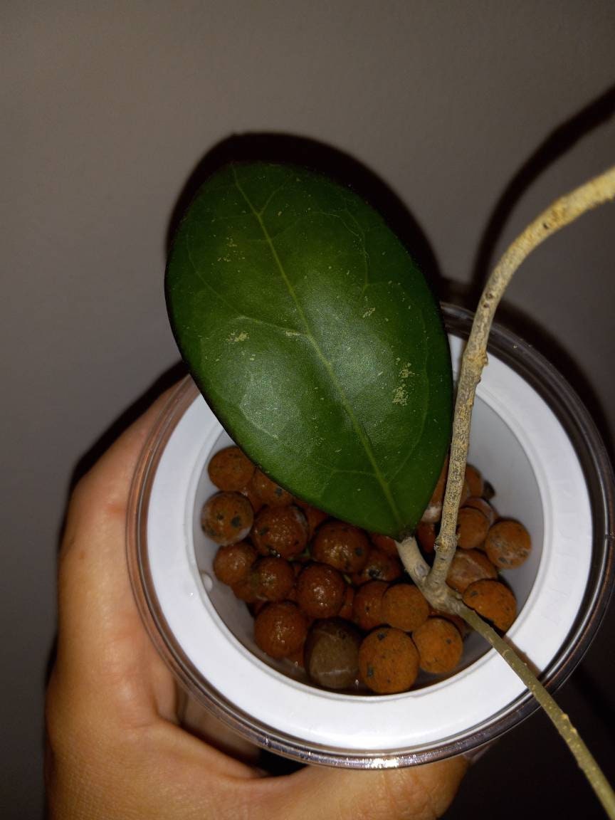 Hoya 'nathalie, MB1268, Cultivar, Hybrid Cross Between H