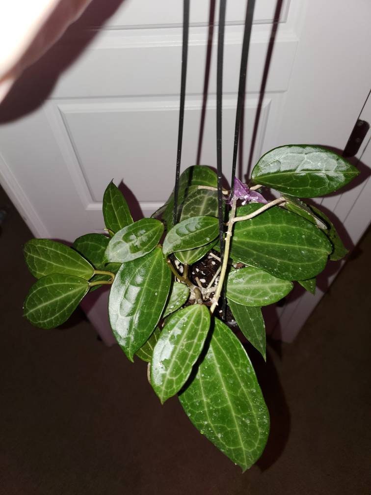 Hoya Sp. Jasper Blink X Unknown, Wild Cross, Grown From Seed - Etsy