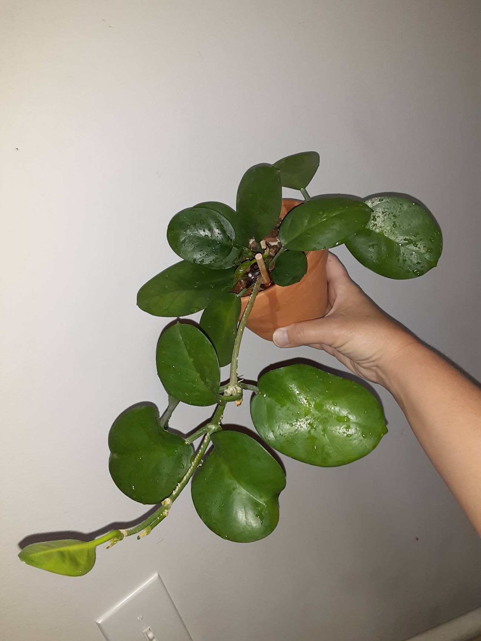 Hoya australis ssp. australis Large Established Plant with Etsy