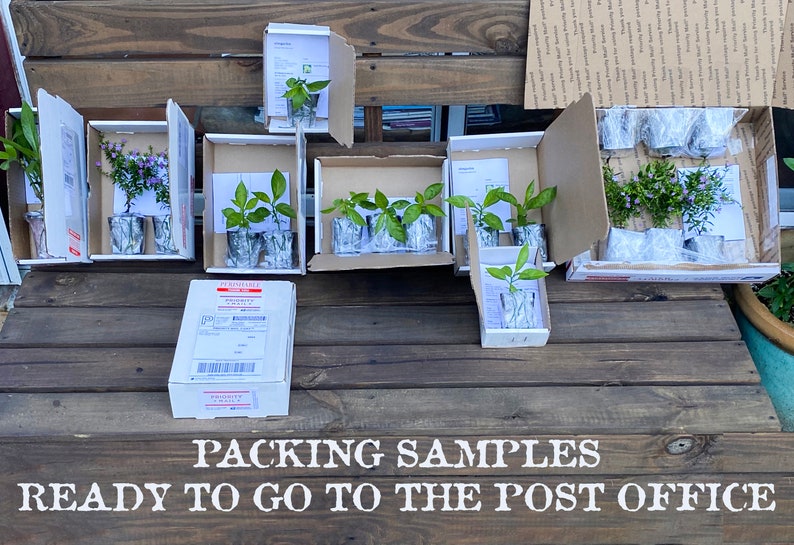 Jasmin de floraison nocturne Cestrum nocturnum 1 plante | Etsy