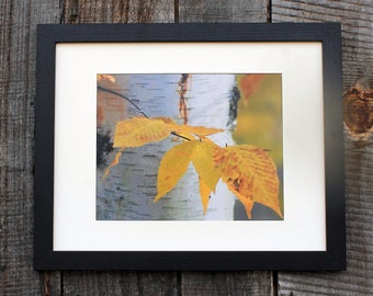 Fall White Birch Photo, Fall Photography Print, Fall Photo Gift, Nature Photography