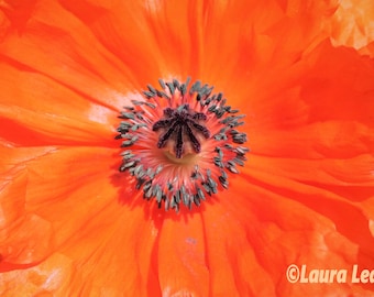 Orange Poppy Photo, Poppy Photography, Nature Photography, Flower Photography