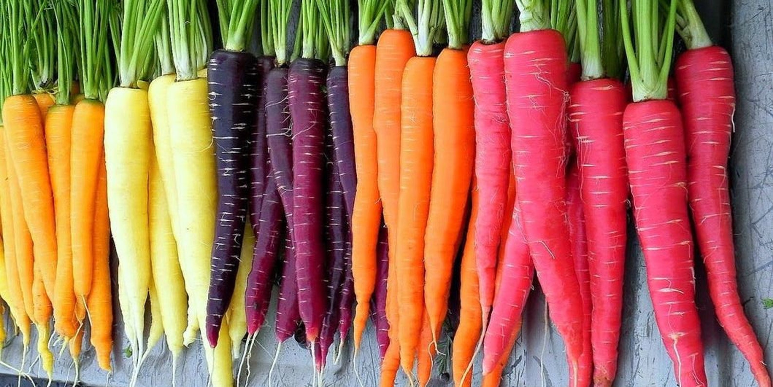 500RAINBOW CARROTS Seeds 5 Colors All Natural Organic Etsy