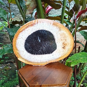 May include: A round wooden slice with a dark brown centre and a white ring around it. The wood has a natural, rustic look.
