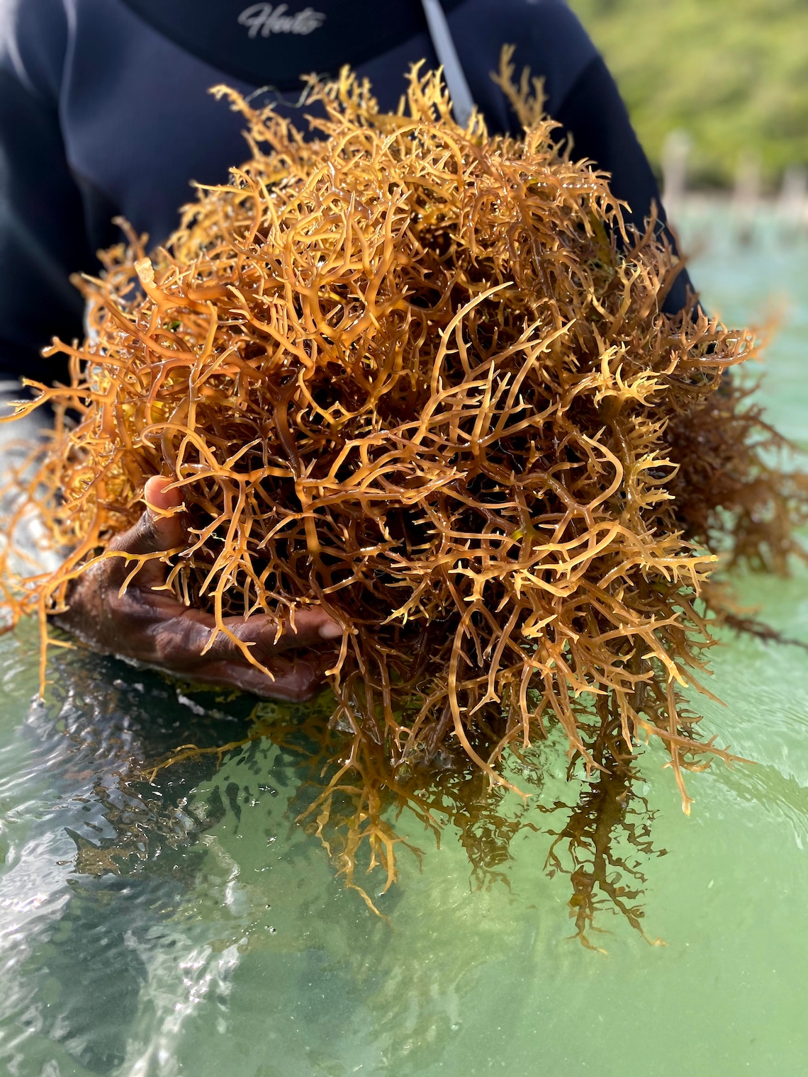 sea-moss-health-benefits-nutrition-facts-warning-eat-algae