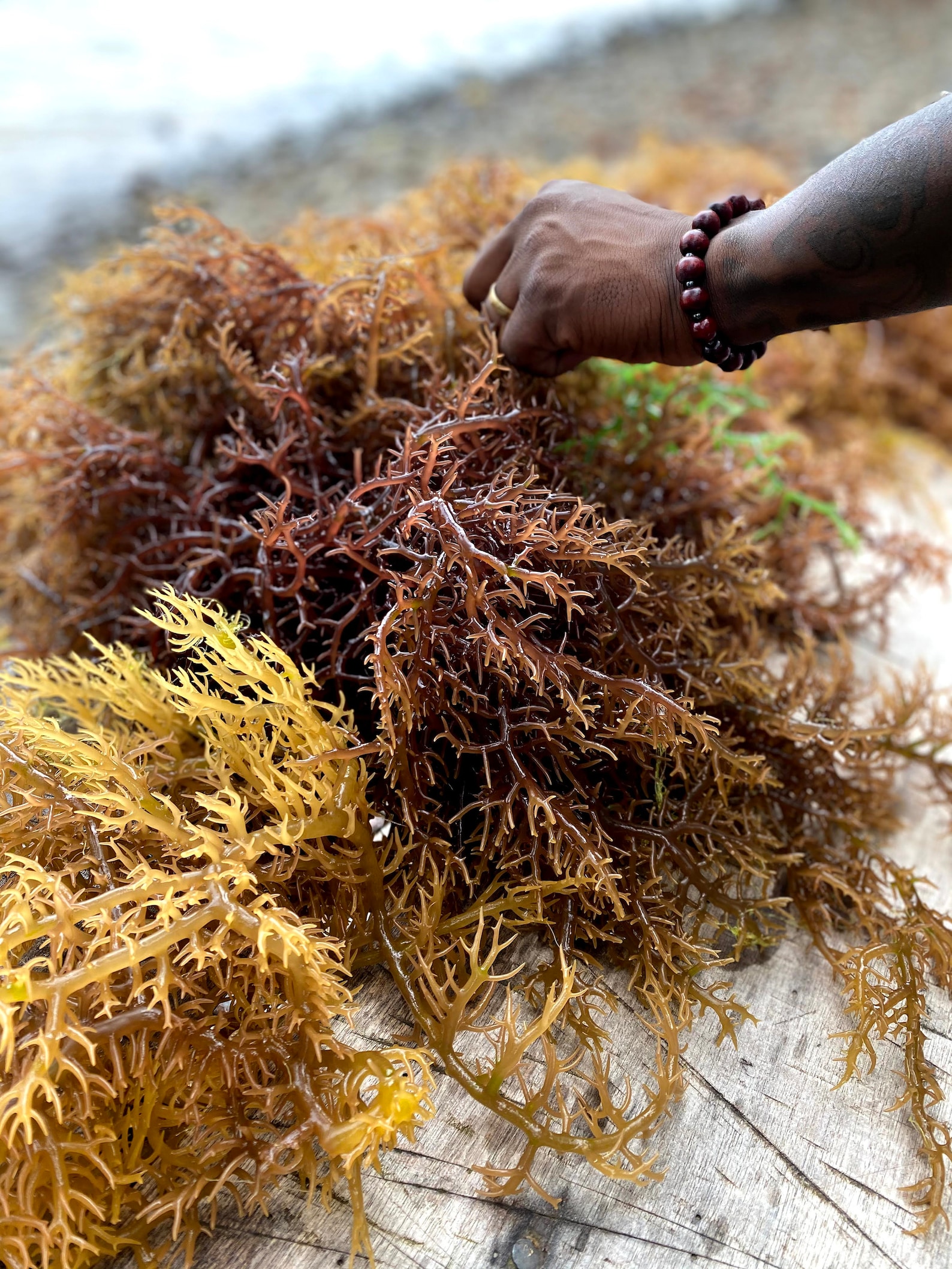Raw Gold Sea Moss Dried origin St.lucia 2lbs Etsy