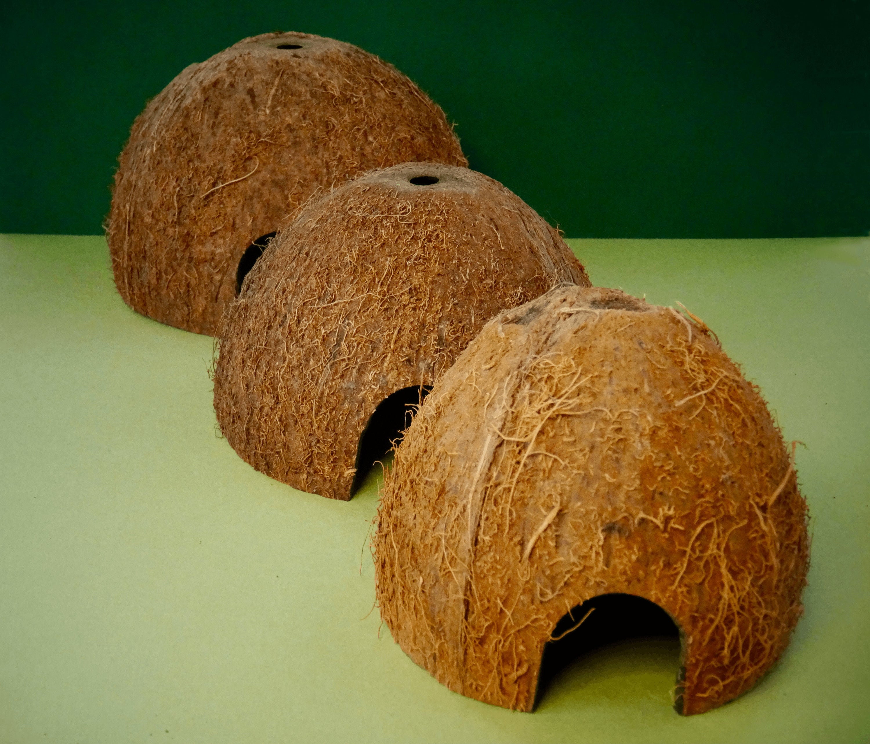 coconut hamster house