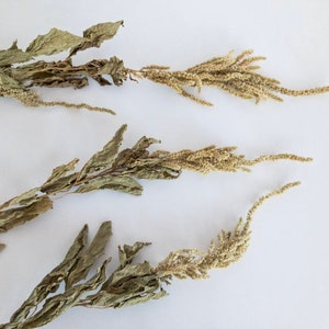 Green Amaranth Sprays