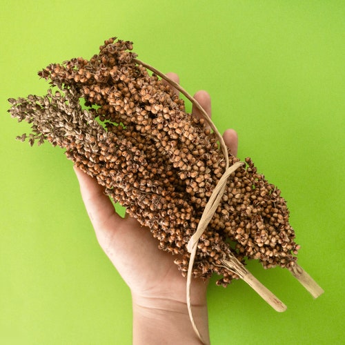 Sorghum Sprays | Hamster sprays, bird toy, bird forage
