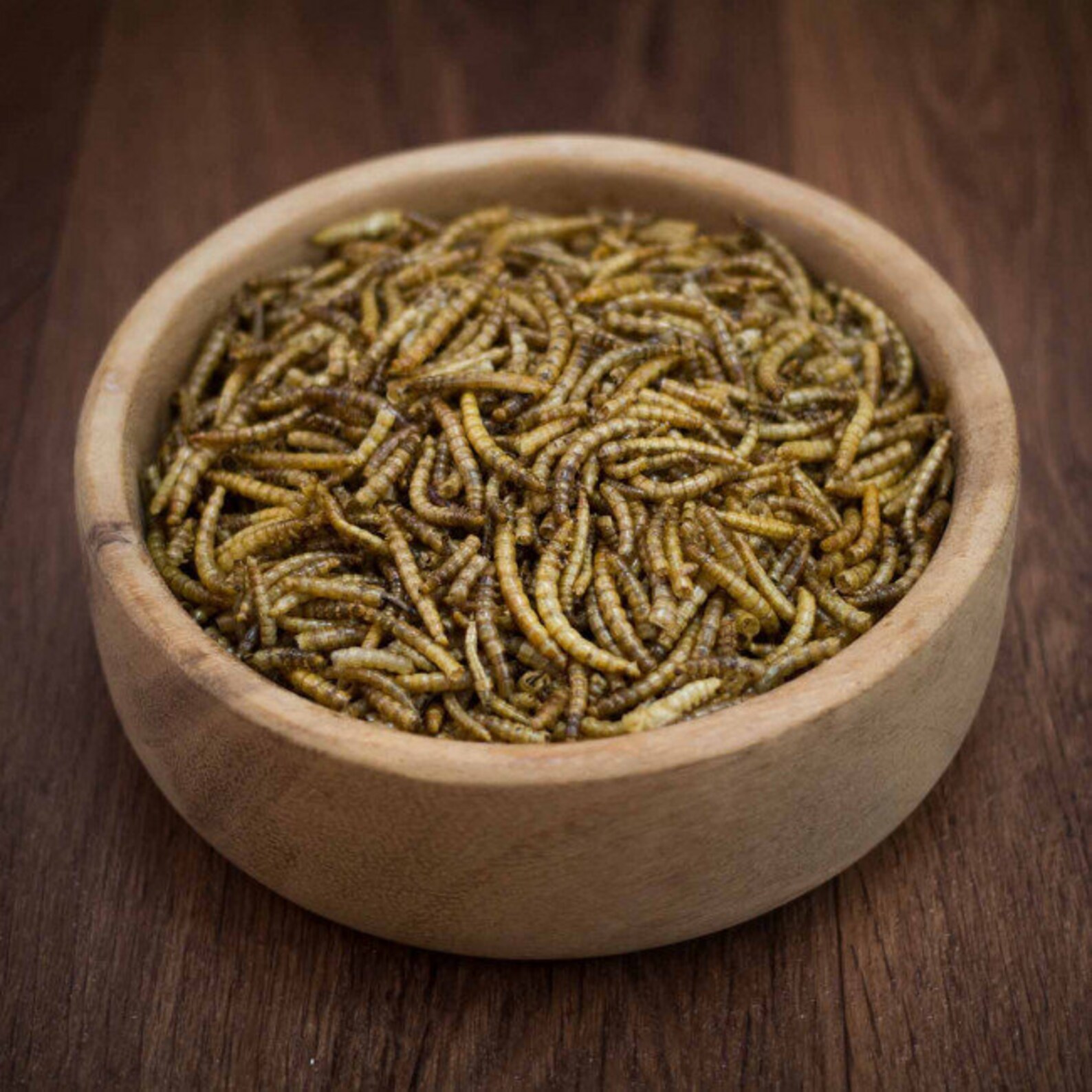 Dried Mealworms Hamster Mouse & Gerbil Treat Healthy Etsy