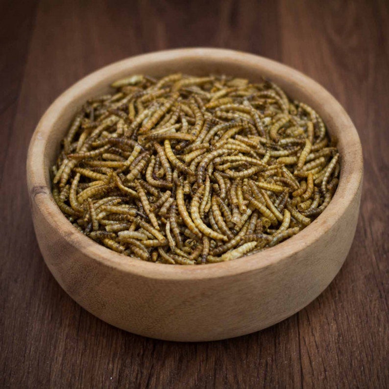 Dried Mealworms Hamster, Mouse & Gerbil Treat Healthy, High in Protein