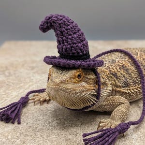 May include: A bearded dragon wearing a small, purple, crocheted witch hat. The hat features a pointed top, a wide brim, and a thin black band around the base. Two long purple yarn ties with fringed tassels hang down from the hat's brim.