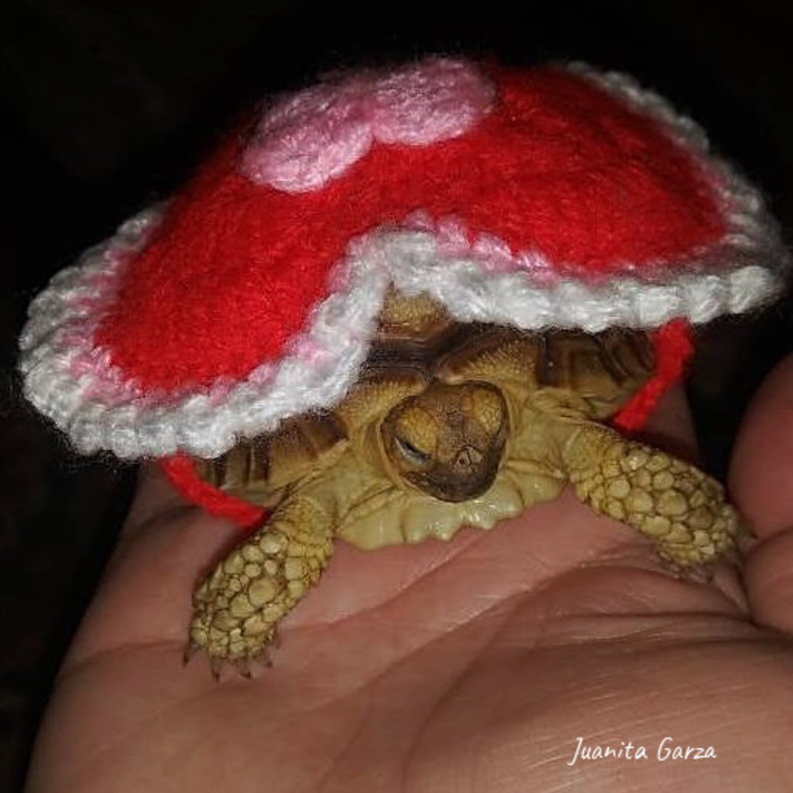 Personalization Tortoise Sweater Fancy Dress for Turtle Etsy