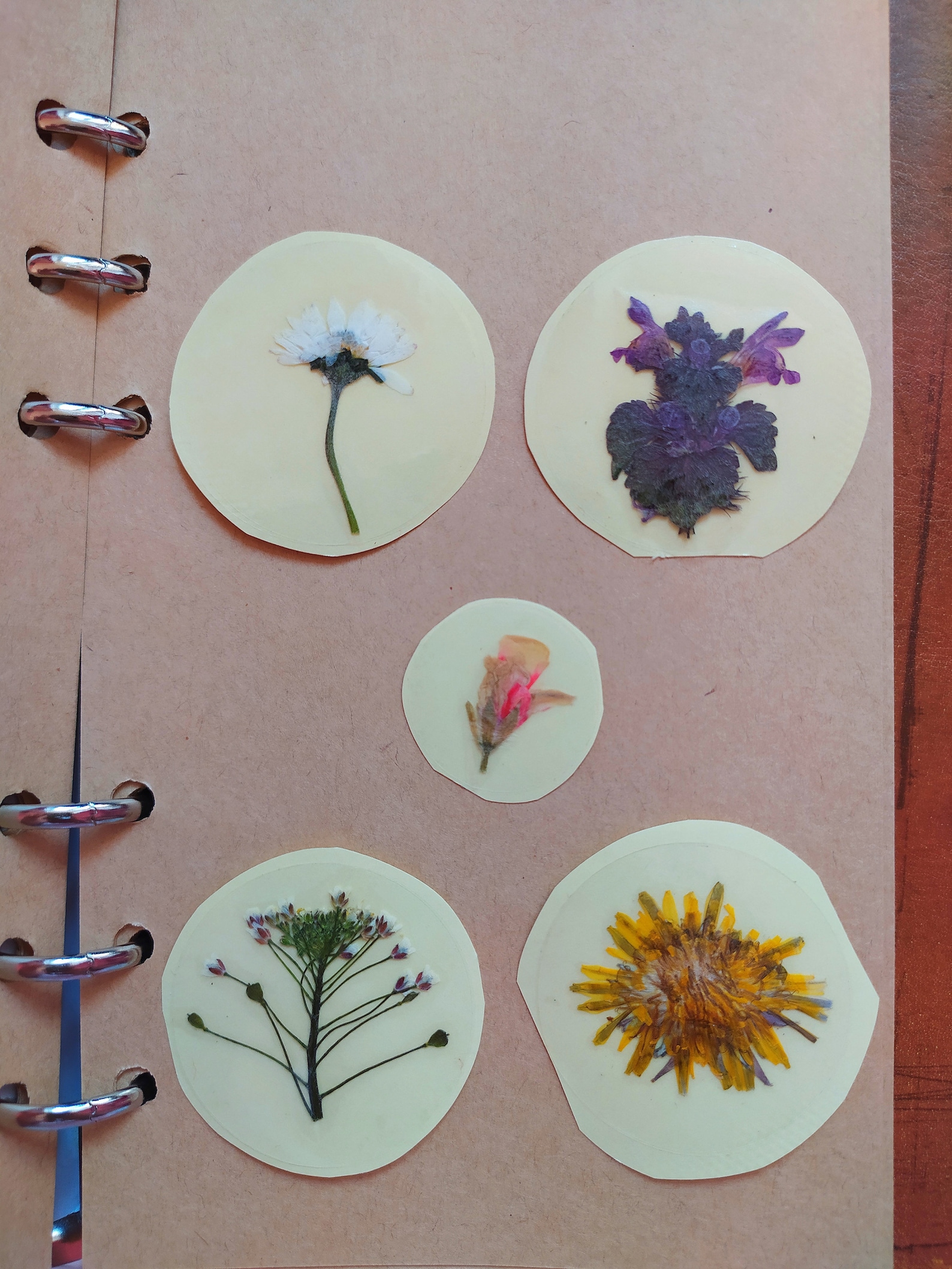 Real Pressed Flowers Stickers 5pcs. Etsy