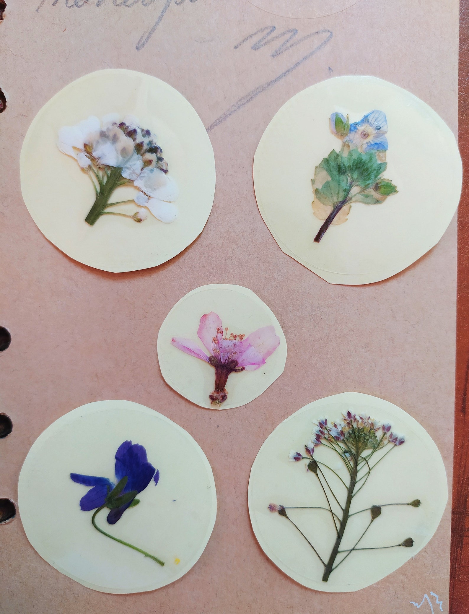 Real Pressed Flowers Stickers 5pcs. Etsy